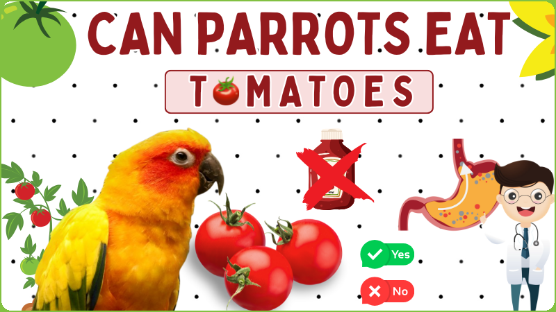 Can Conures Eat Tomatoes? Benefits and Risks Can Conures Eat Tomatoes? Benefits and Risks
