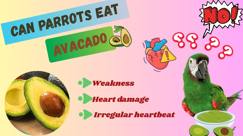 Can Parrots Eat Avocado? The Surprising Truth