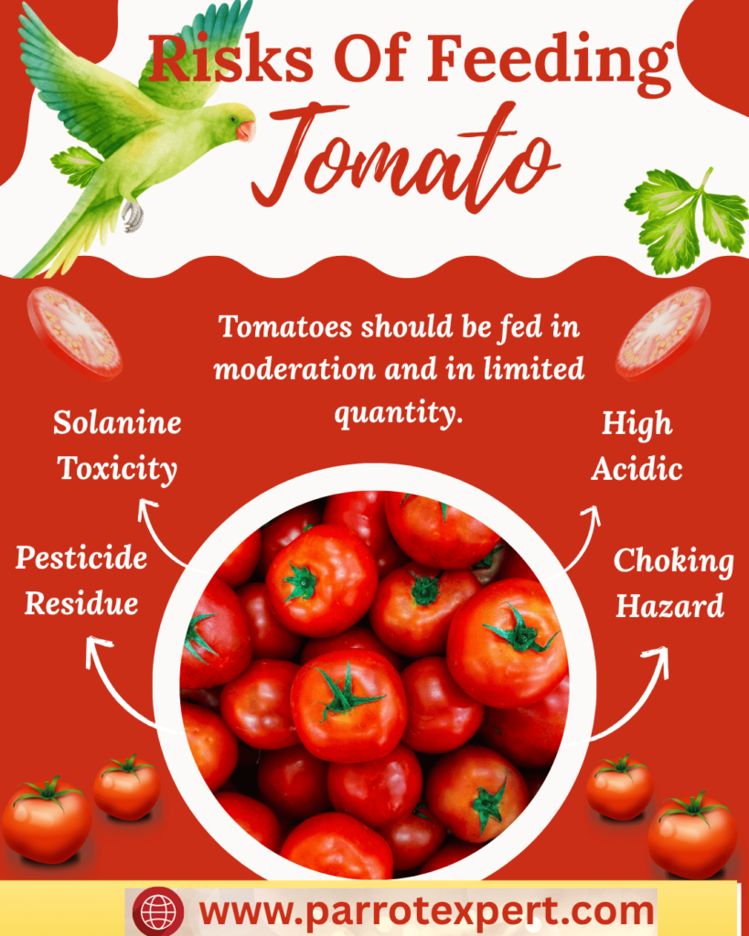 Risk of Overfeeding Tomatoes to Conures