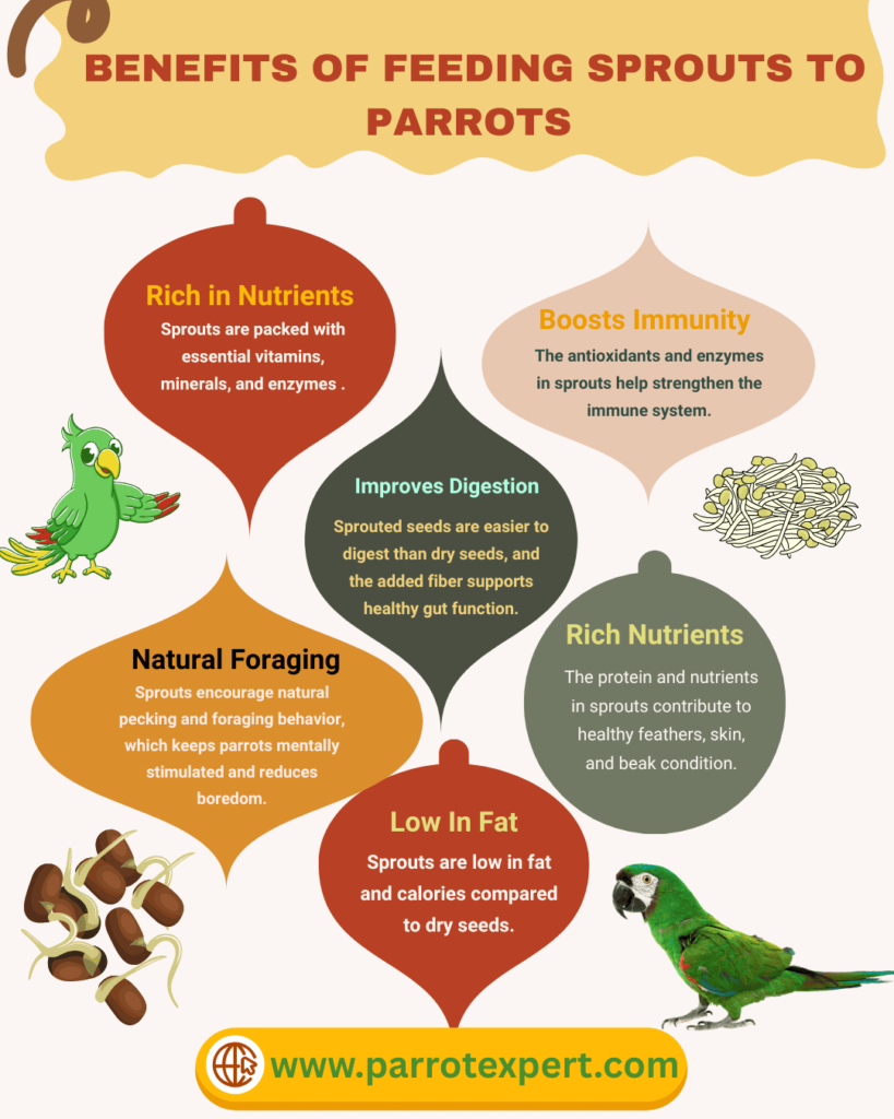Healthy Benefits of Sprouts for Parrots