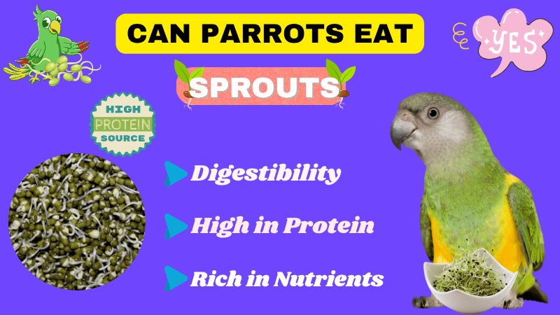 Can Parrots Eat Sprouts Seeds (Alfalfa, Brusse, Bean, & Mung)? Full Guide