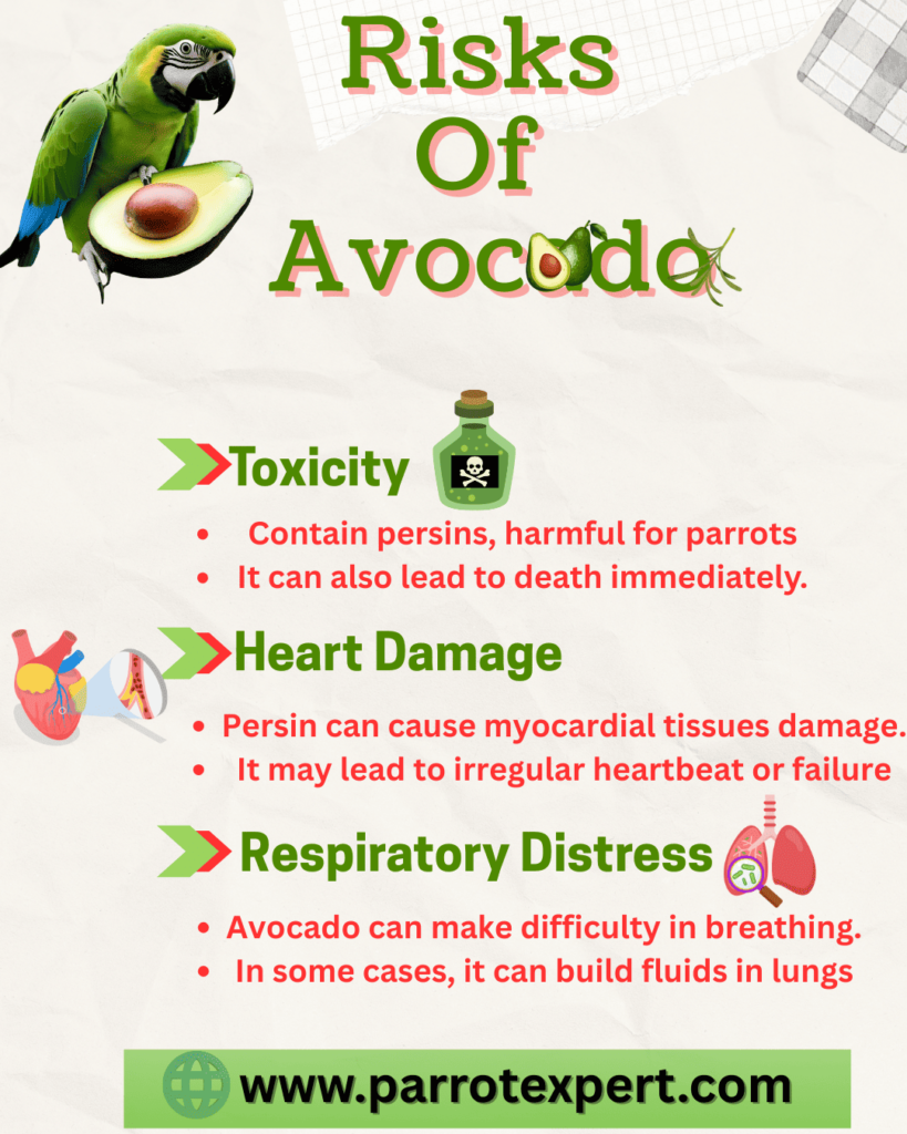 risks of feeding avocados to parrot