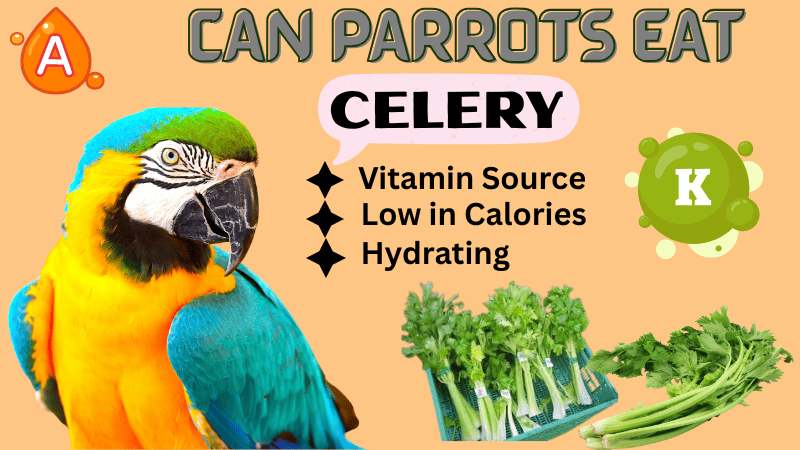 Can Parrot Eat Celery (Leaves + Raw + Stalk)? Best Vet’s Advice Can Parrot Eat Celery (Leaves + Raw + Stalk)? Best Vet’s Advice