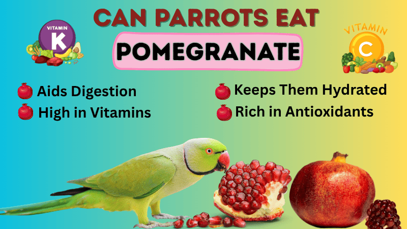 Can Parrots Eat Pomegranate