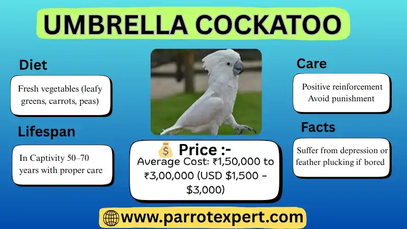 Umbrella Cockatoo