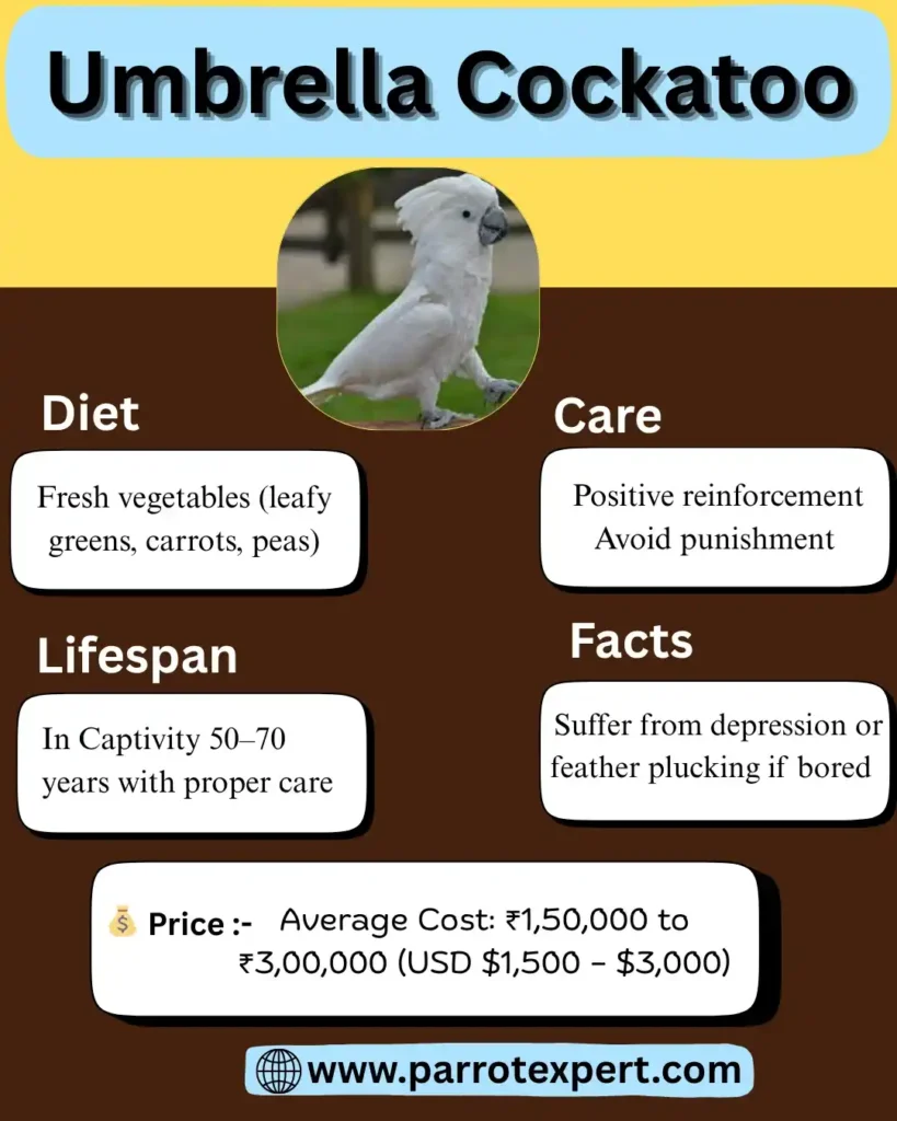 Umbrella Cockatoo