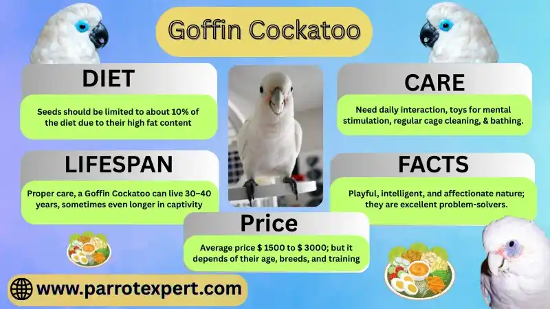 Goffin Cockatoo: Price, Lifespan, Care & Diet, Size, and Facts