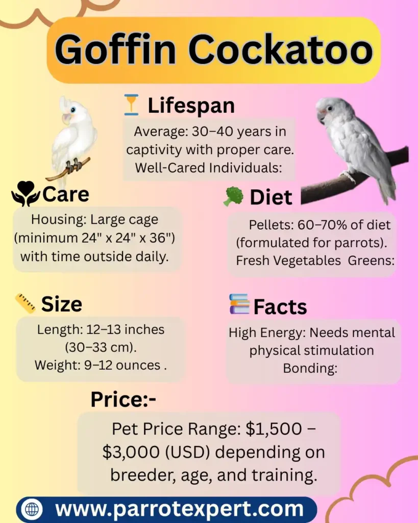 Goffin Cockatoo