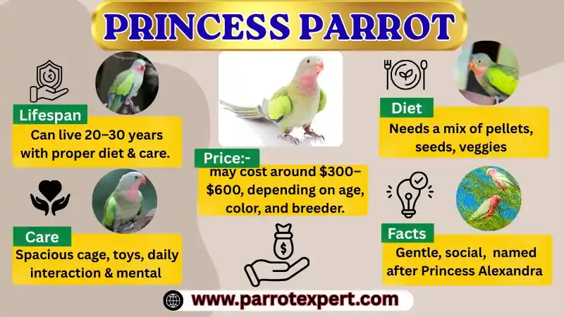 Princess Parrot: Price, Lifespan, Care & Diet, and Facts