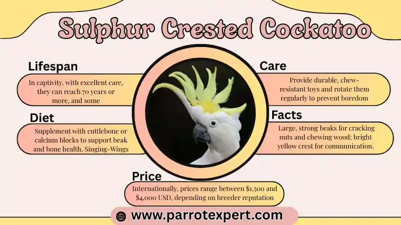 Sulphur Crested Cockatoo: Lifespan, Size, Care, Price & Facts