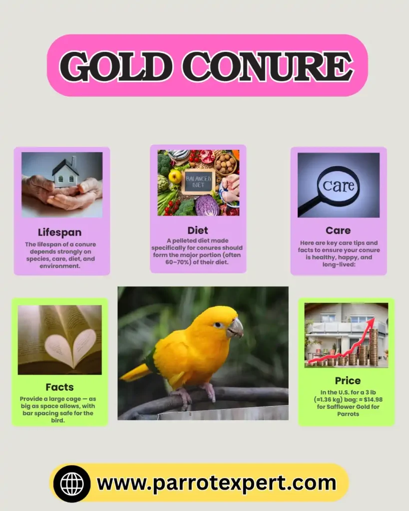 Golden Conure