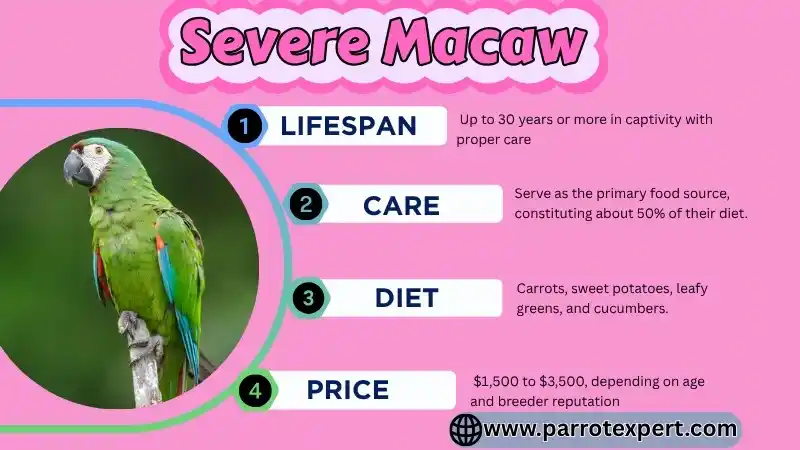 Severe Macaw: Lifespan, Size, Care & Diet, Price, and All Facts