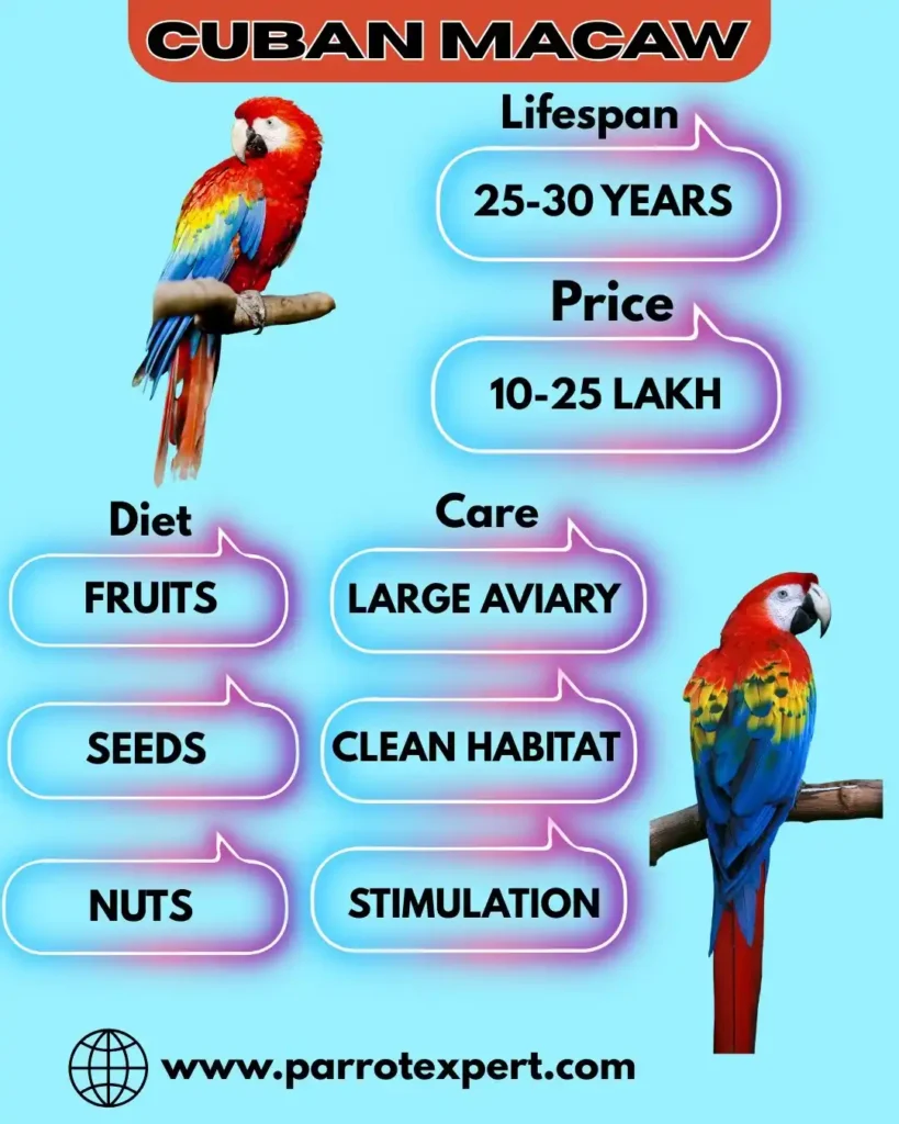 Cuban Macaw Parrot