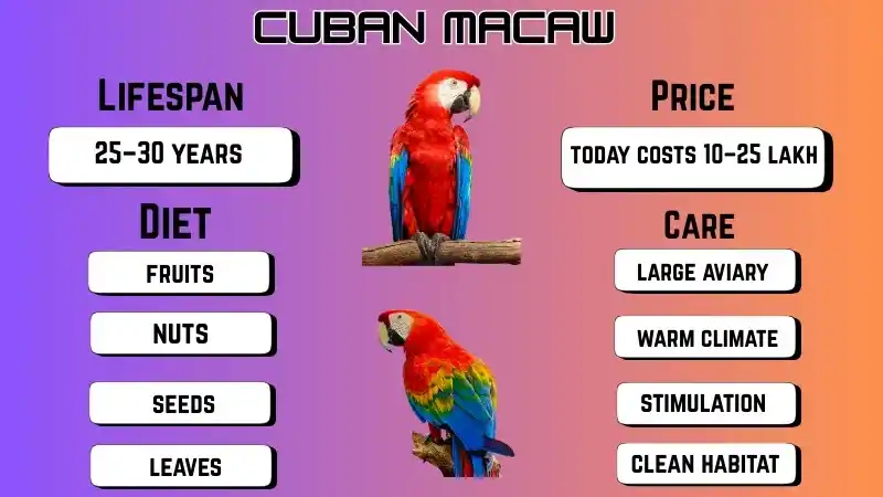 Cuban Macaw: Lifespan, Size, Extinct, Sale, and Facts