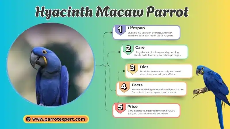 Hyacinth Macaw Parrot: Species, Size, Lifespan, Diet, and Facts