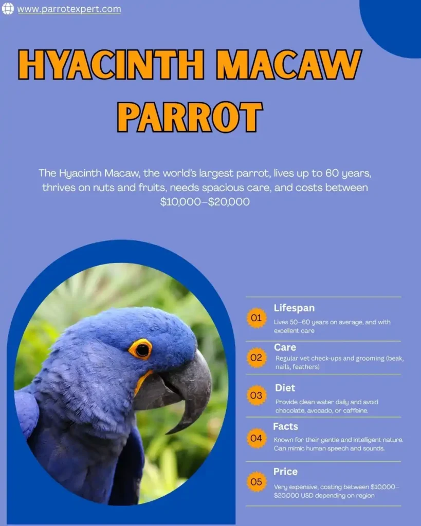 Hyacinth Macaw Species