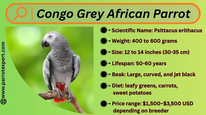 Congo African Grey Parrot: Lifespan, Size, Diet, Fact, & Price