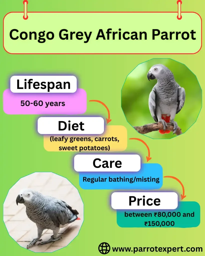 Congo African parrot