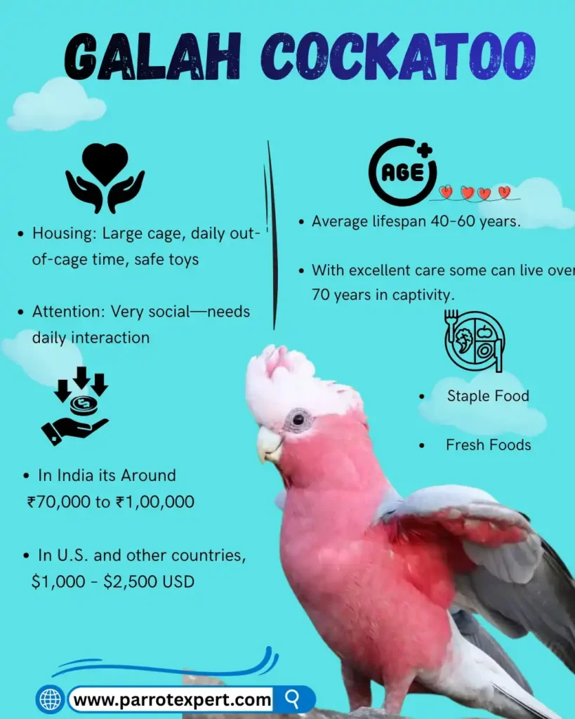 Galah Cockatoo: Lifespan, Size, Diet, Price, & Facts