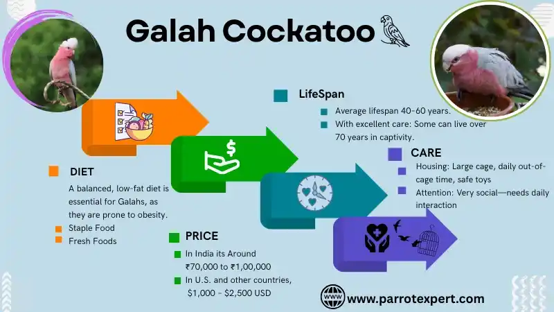 Galah Cockatoo: Lifespan, Size, Diet, Price, & Facts