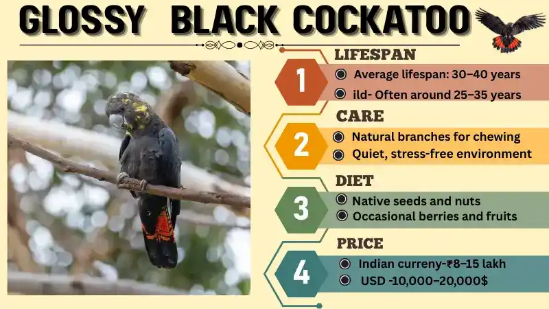 Glossy Black Cockatoo: Habitat, Lifespan, Diet, Care, and Facts