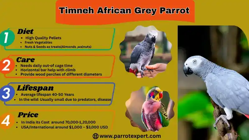 Timneh African Grey Parrot: Lifespan, Size, Diet, Price, and Facts