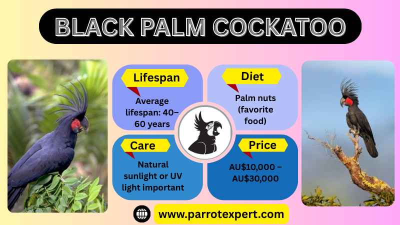 Black Palm Cockatoos