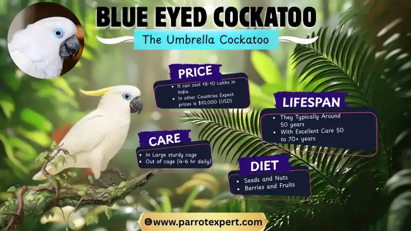 Blue Eyed Cockatoo: Lifespan, Size, Care, Diet, and Facts