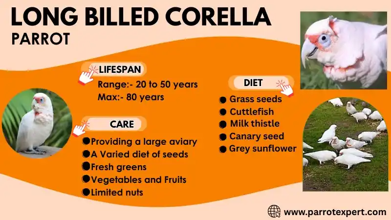 Long Billed Corella: Lifespan, Diet, Care, and Facts