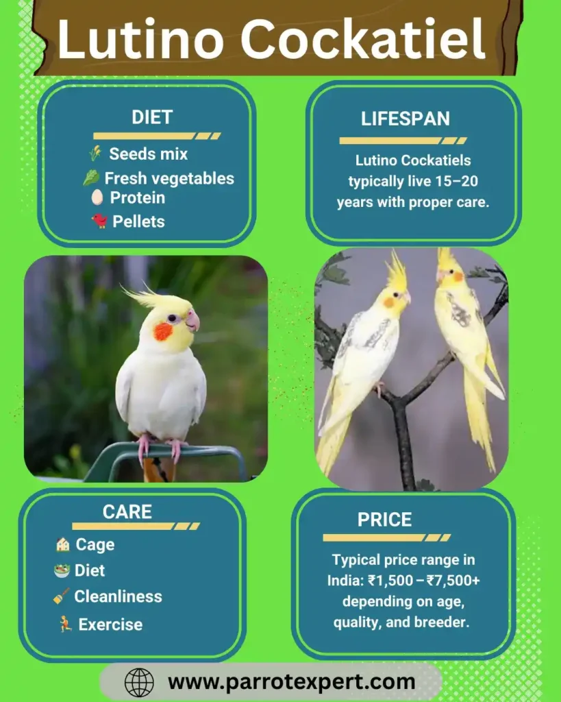 Lutino Cockatiel Breeder