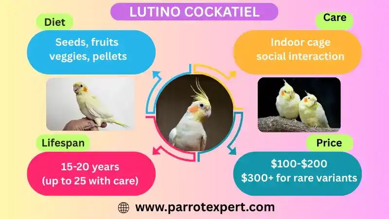Lutino Cockatiel: Diet, Care, Lifespan, Price/Sale and Facts