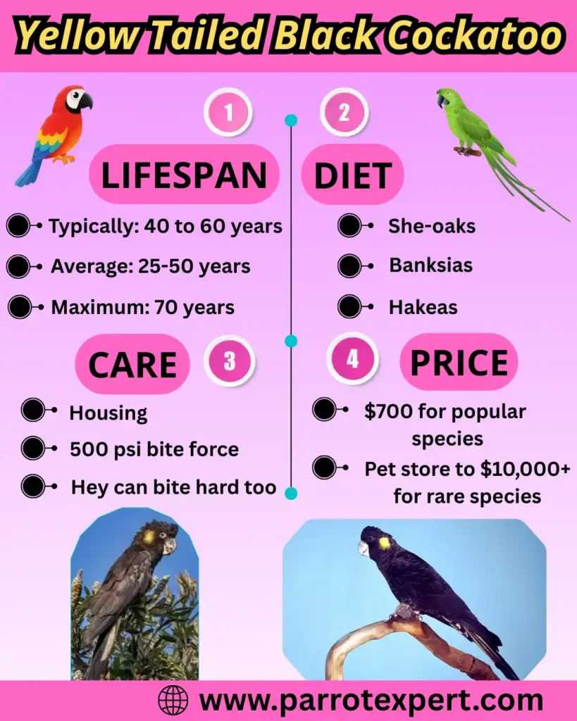 Yellow Tailed Black Cockatoo