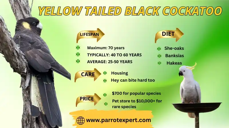 Yellow Tailed Black Cockatoo: Lifespan, Diet, Habitat, Size, & Facts