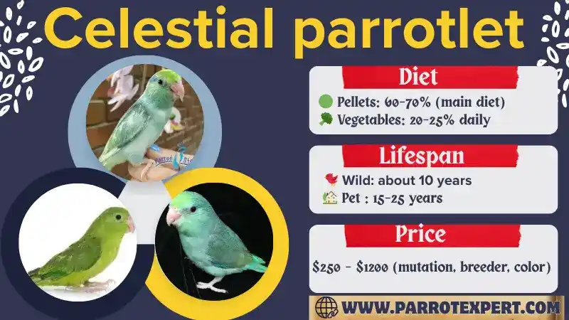 Celestial parrotlet