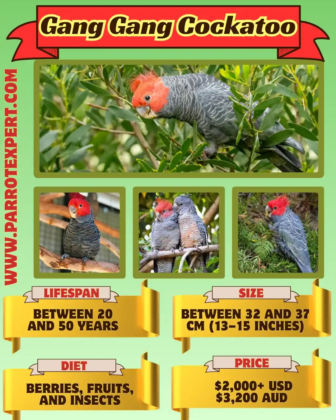 Gang Gang Cockatoo Parrot