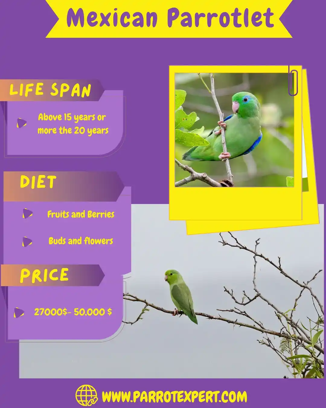 Mexican Parrotlet Breeder