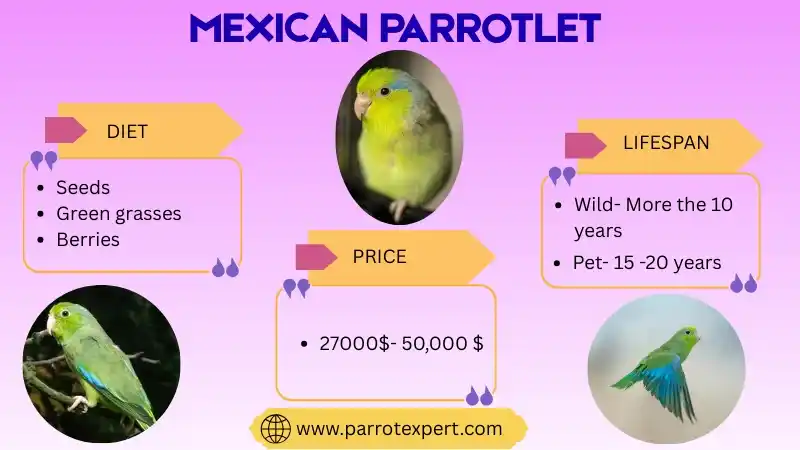 Mexican Parrotlet