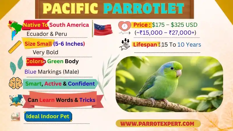 Pacific Parrotlet: Lifespan, Size, Color, Diet, Price, & Facts