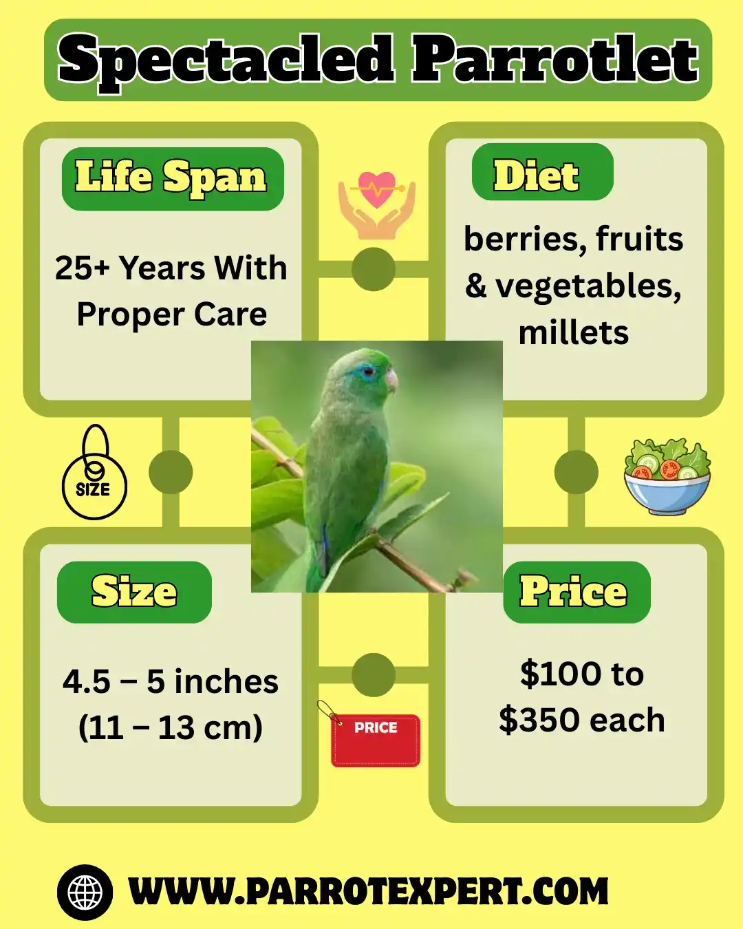 Spectacled Parrotlet Parrot