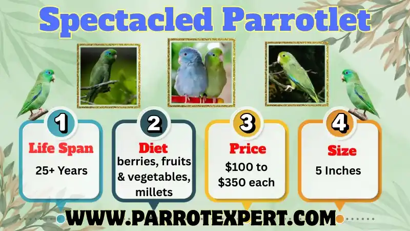 Spectacled Parrotlet: Facts, Diet, Care, and Habitat