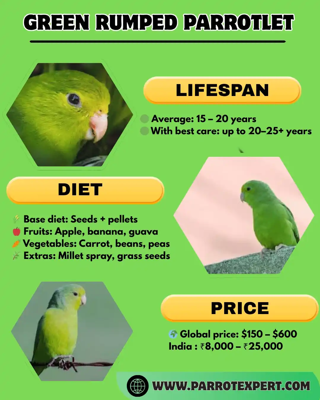  Green Rumped Parrotlet