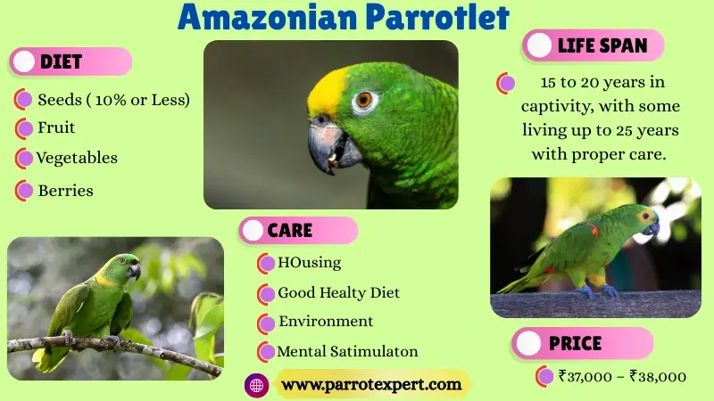 Amazonian Parrotlet Breeder