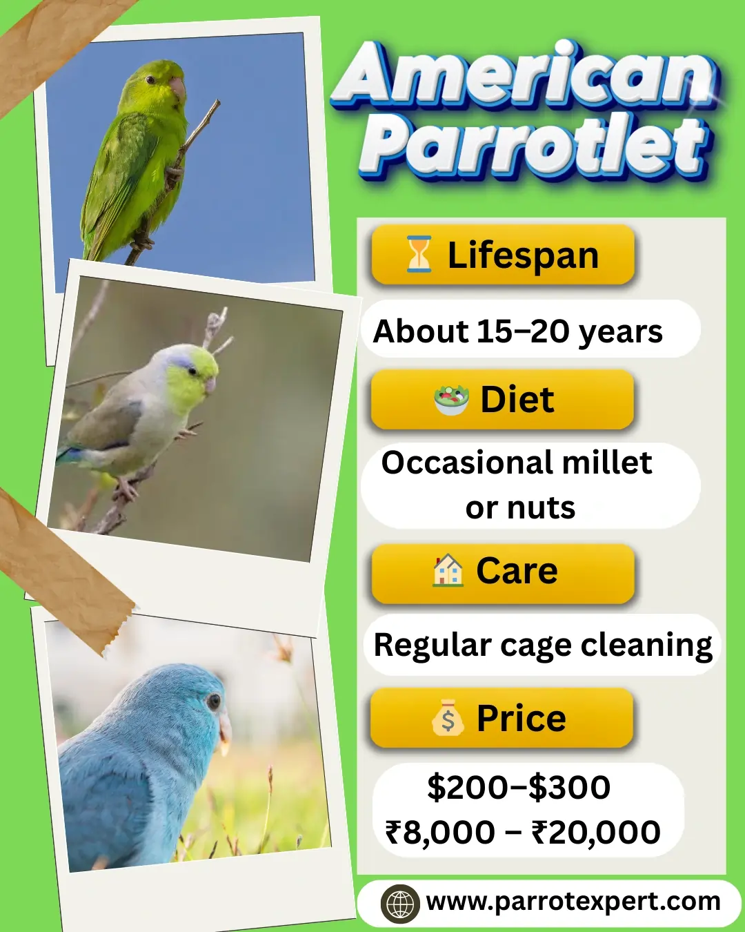 American Parrotlet Breeder