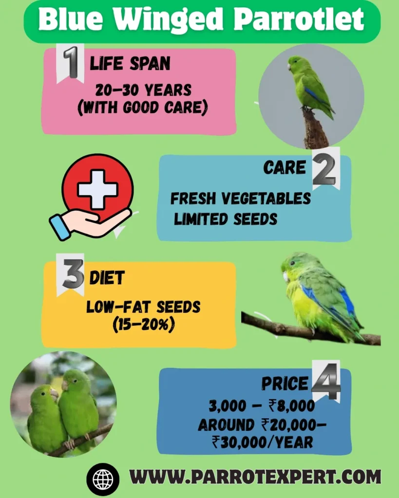 Blue winged Parrotlet