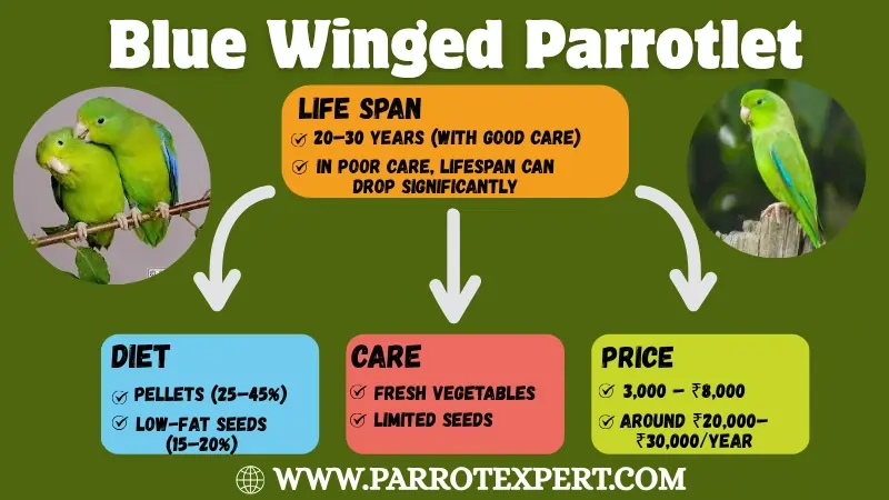 Blue Winged Parrotlet: Lifespan, Care, Diet, Price, and Facts