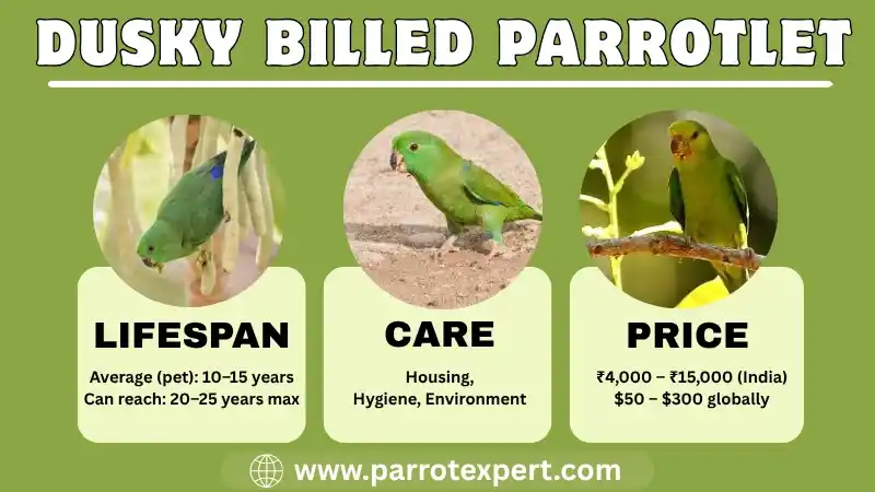 Dusky Billed Parrotlet