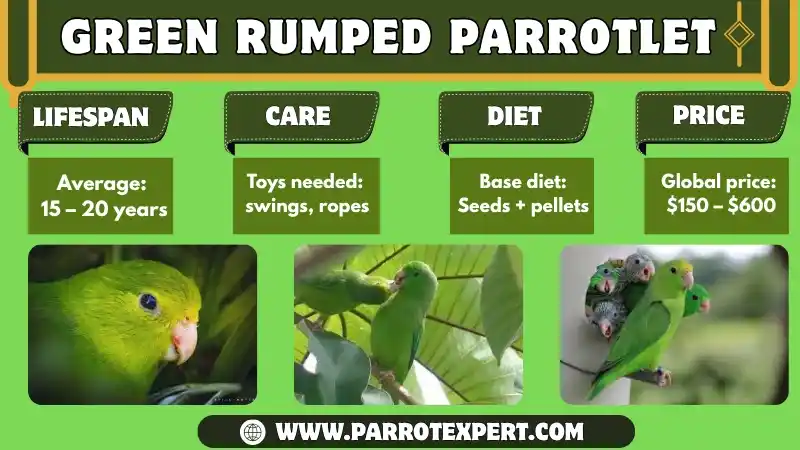 Green Rumped Parrotlet: Lifespan, Diet, Care, and their Facts