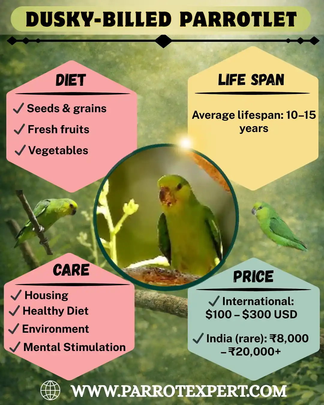 How to care for Dusky Billed Parrotlet
