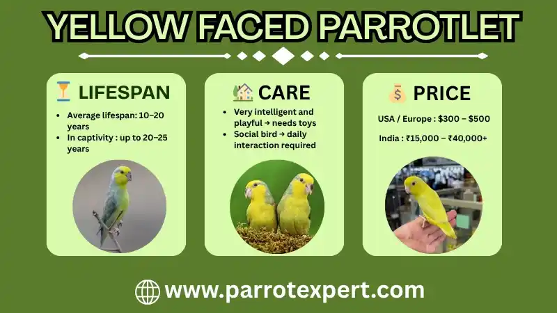 Yellow Faced Parrotlet