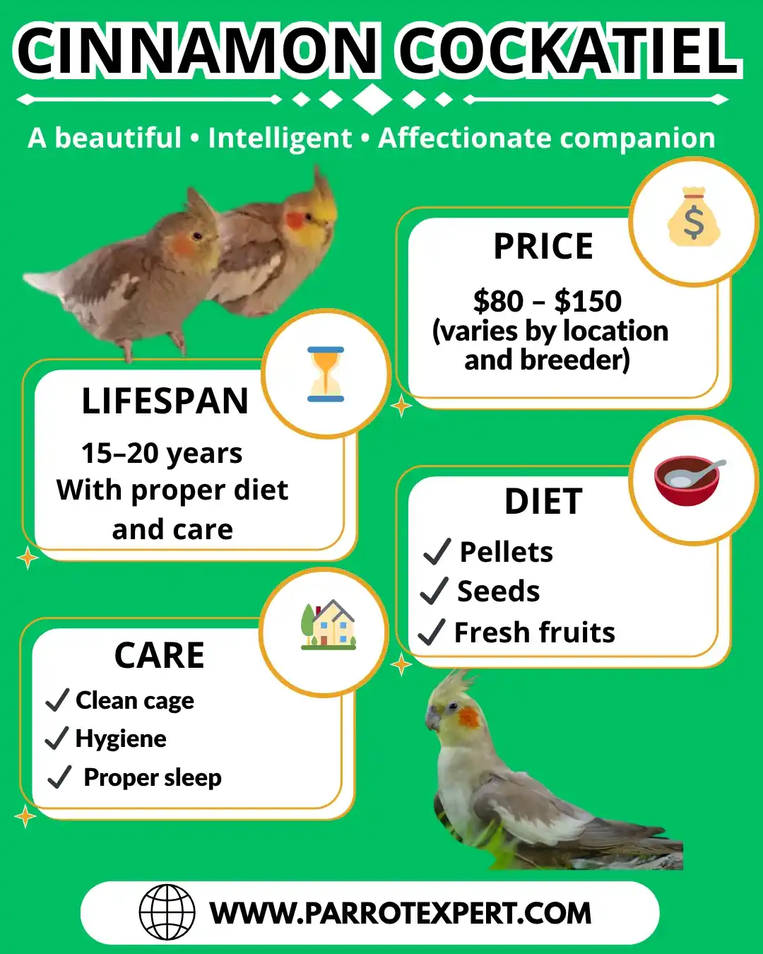 Cinnamon Cockatiel Parrot